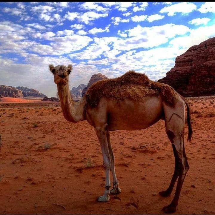 Wadi Rum Local Guide Camp Exterior foto